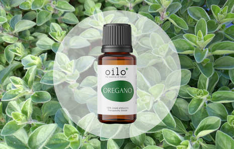 Olejek oregano – właściwości i zastosowanie