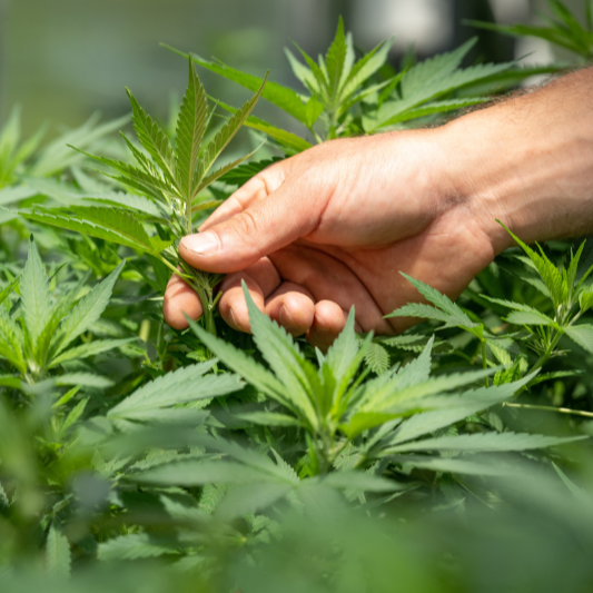 olejek CBD - zdjęcie trzecie
