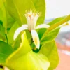 Olejek neroli — zbliżenie rośliny / kwiatów
