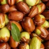 Olej jojoba — zbliżenie rośliny / kwiatów