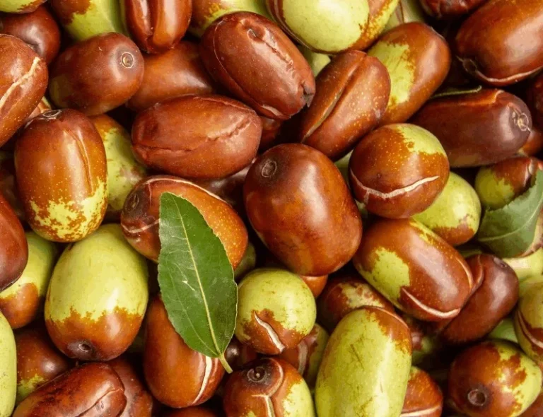 Olej jojoba — zbliżenie rośliny / kwiatów