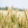 Olej z kiełków pszenicy — zbliżenie rośliny / kwiatów