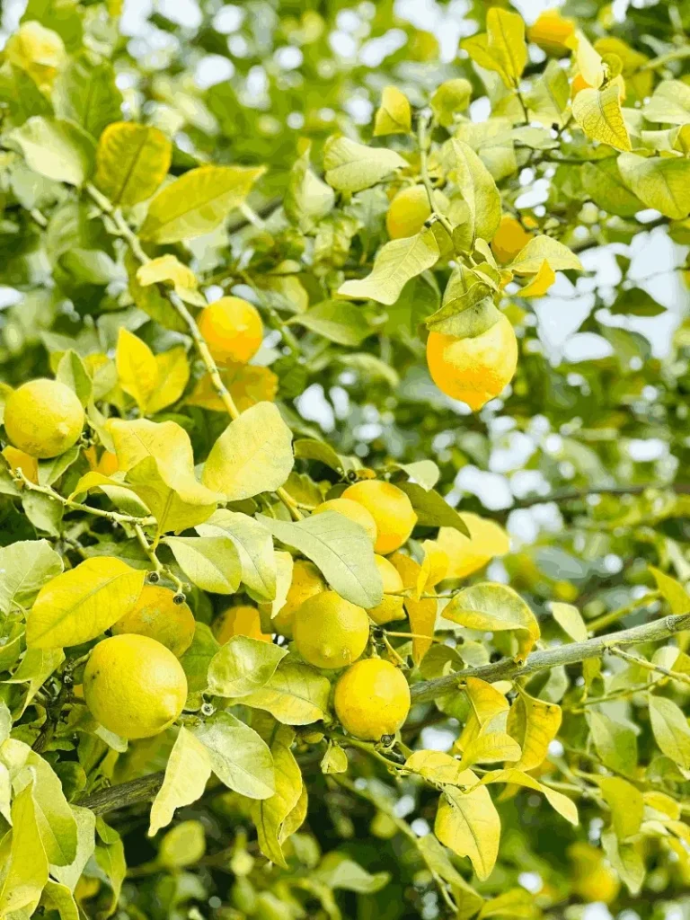 Olejek cytrynowy — zbliżenie rośliny / kwiatów