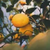 Olejek z drzewa cytrynowego — zdjęcie produktu