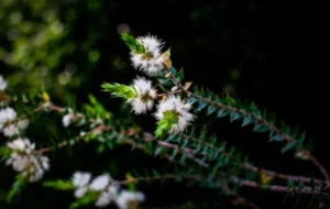 Olejek niaouli — butelka z oznaczeniami certyfikatów na etykiecie